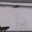 ТВЦ: В Павшинской пойме спортсмен спас собаку из реки (видео) - Krasnogorsk.Info