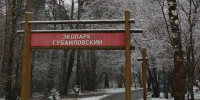 В округе зажигают новогодние елки и приглашают на мастер-классы: программа мероприятий на 6 декабря - Regions.Ru
